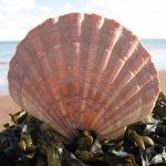 Seashell Communications / Seashell Communications