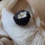 TruffleandMushroomHunter / Wild Mushroom and Truffle Forays, Truffle Hound Training
