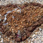 Littlehampton Shoreline Sculpture