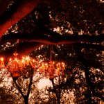 Chandeliers in the trees